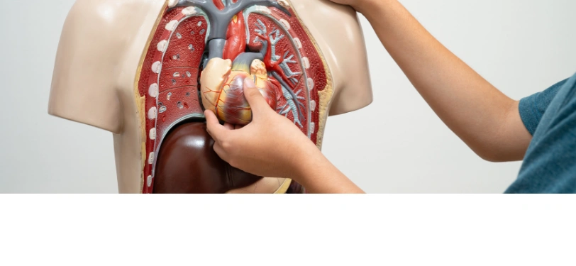 Un corazón portátil para recuperar la vida